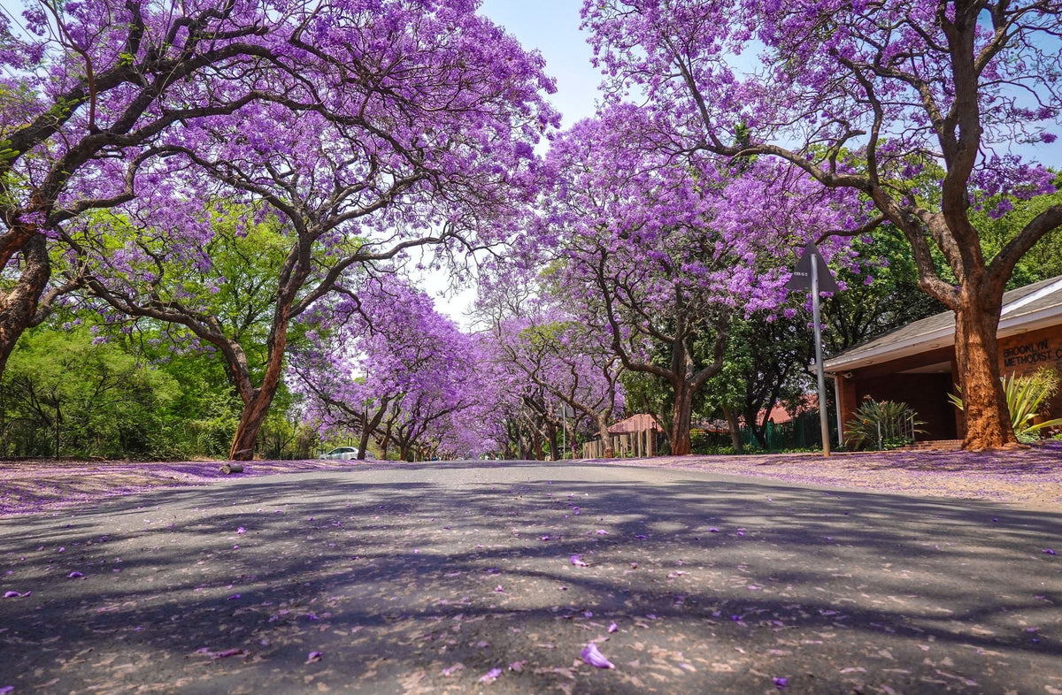 Street lined with jacaranda trees, purple flowers covering the road